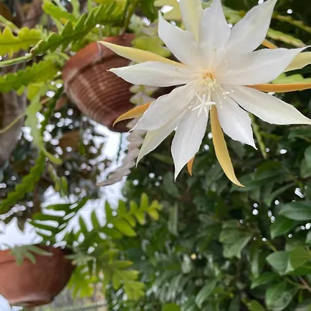 別荘 Relax Cepagatti