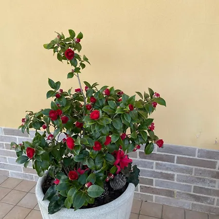 Relax Dom wakacyjny *