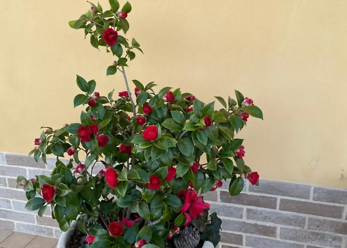 Relax Casa de Férias *